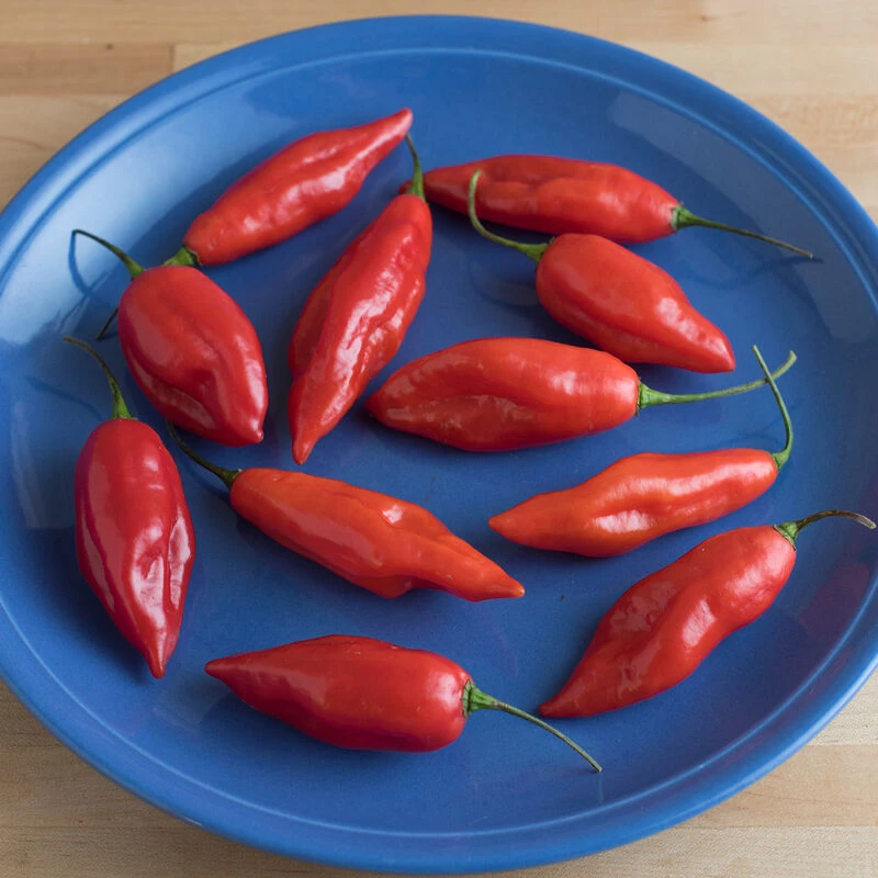 Hot Paper Lantern 2 Hot Paper Lantern - Image 2