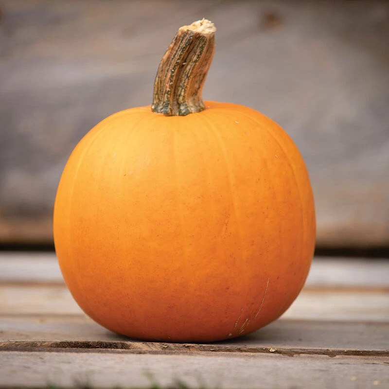 Orange Smoothie 1 Orange Smoothie