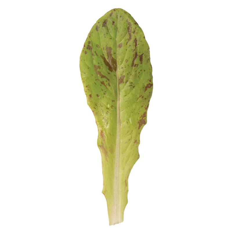 Flashy Trout Back 2 Flashy Trout Back - Image 2