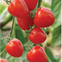 Tomatoberry Garden -Cheap Thicketly Store 02760 01 tomato berry