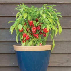 Lunchbox Red 5 Lunchbox Red -Cheap Thicketly Store 03032g 03 lunchboxred