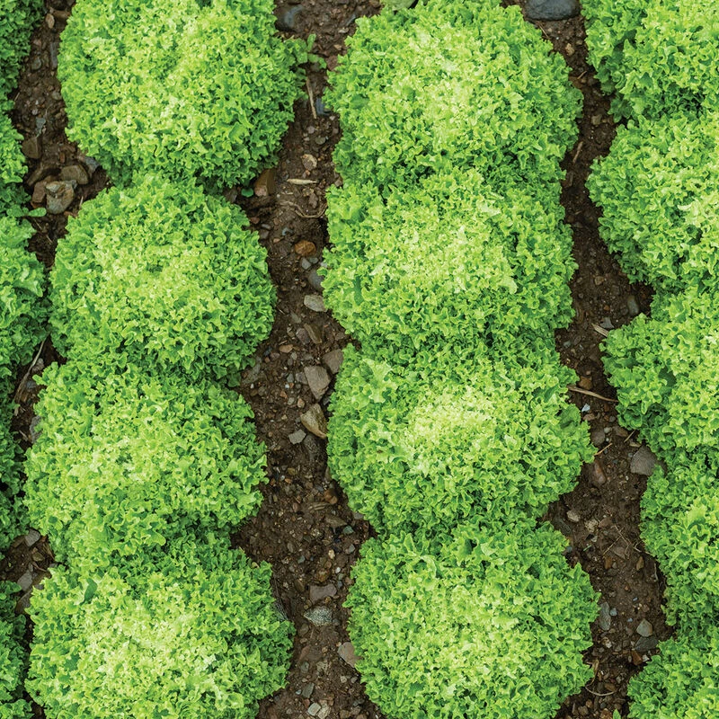 Salanova® Green Incised 2 Salanova® Green Incised - Image 2