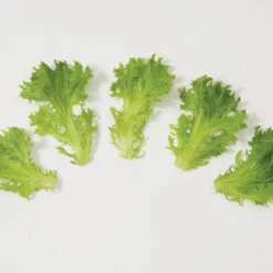 Salanova® Green Sweet Crisp 5 Salanova® Green Sweet Crisp -Cheap Thicketly Store 03054jp 03 greensweetcrispfriseeleafgroup