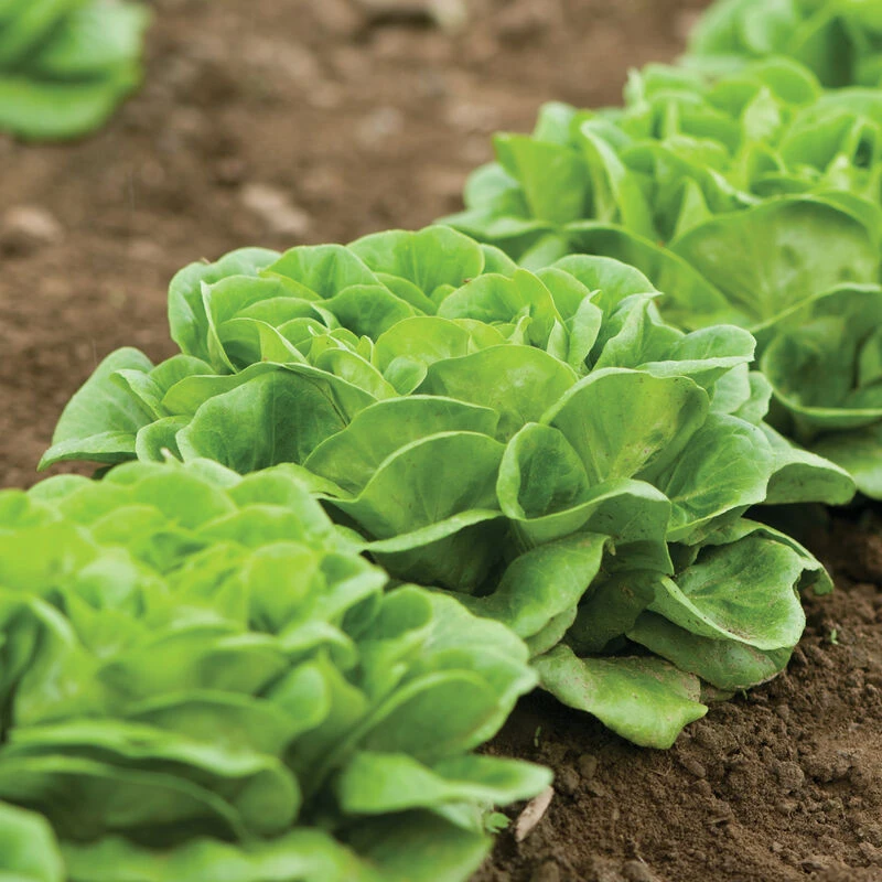 Salanova® Green Butter 2 Salanova® Green Butter - Image 2