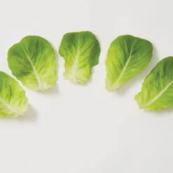 Salanova® Green Butter 6 Salanova® Green Butter -Cheap Thicketly Store 03056jp 03 greenmultileafbutterleafgroup