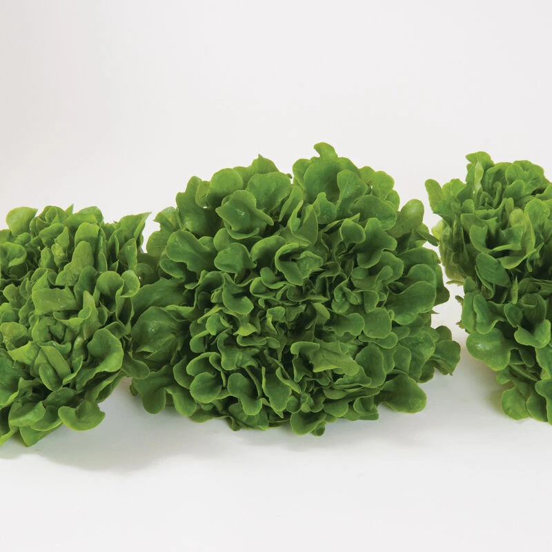 Salanova® Green Oakleaf 2 Salanova® Green Oakleaf - Image 2