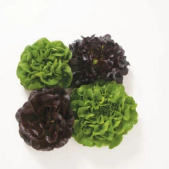 Cheap Thicketly Store -Cheap Thicketly Store 03073jp 01 premiercollection