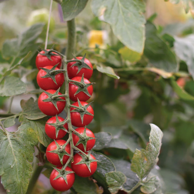 Edox 2 Edox - Image 2