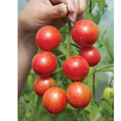 Pink Bumble Bee 5 Pink Bumble Bee -Cheap Thicketly Store 03520g 03 pinkbumble