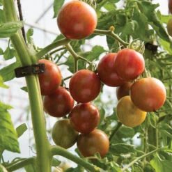 Purple Bumble Bee 5 Purple Bumble Bee -Cheap Thicketly Store 03521g 03 purplebumbl