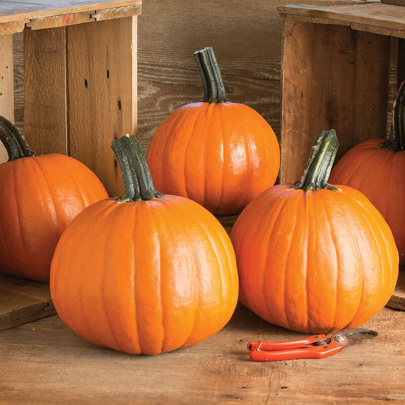 Gumdrop PMR 1 Gumdrop PMR