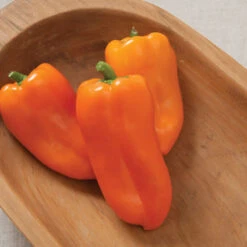 Cheap Thicketly Store -Cheap Thicketly Store 03923g 02 glow