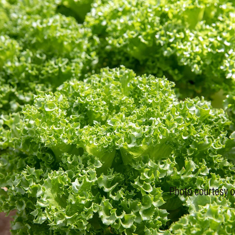 Lalique 3 Lalique - Image 3