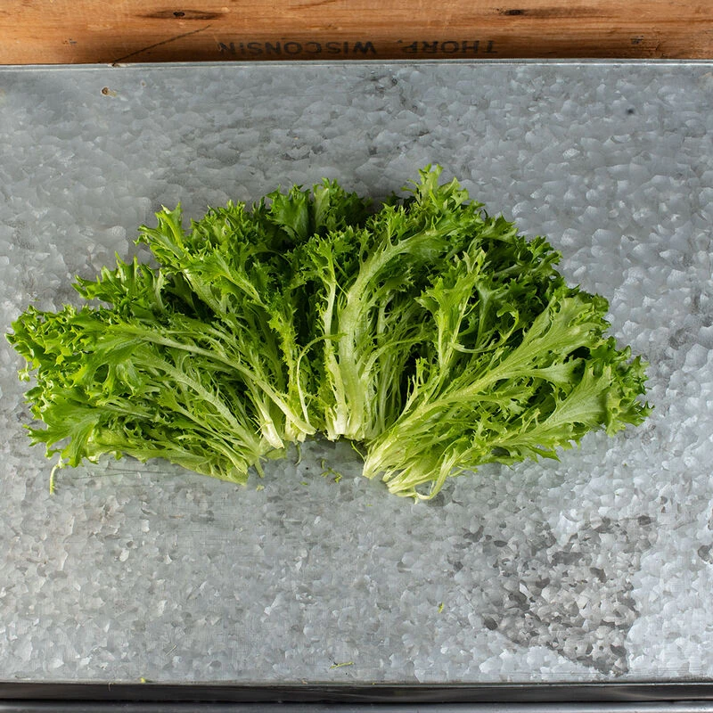 Salanova® Hydroponic Green Sweet Crisp 2 Salanova® Hydroponic Green Sweet Crisp - Image 2