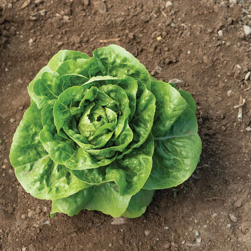 Xalbadora 1 Xalbadora