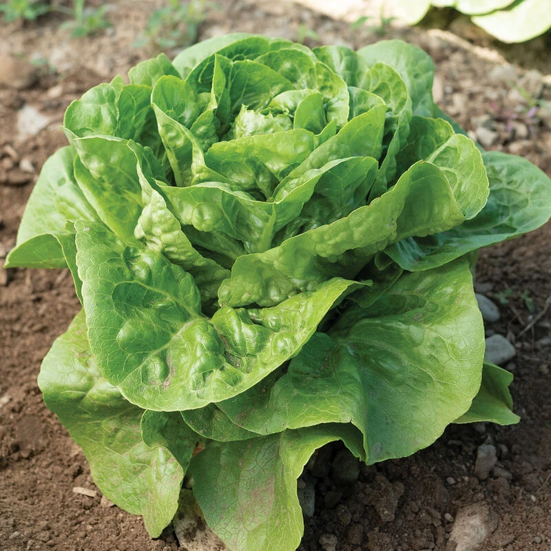 Xalbadora 2 Xalbadora - Image 2