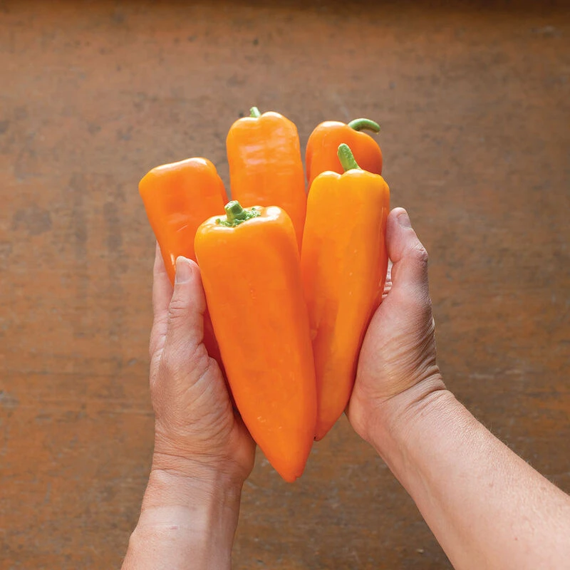 Cornito Arancia 2 Cornito Arancia - Image 2