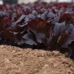 Alboreto 5 Alboreto -Cheap Thicketly Store 04225 02 alboreto vendor