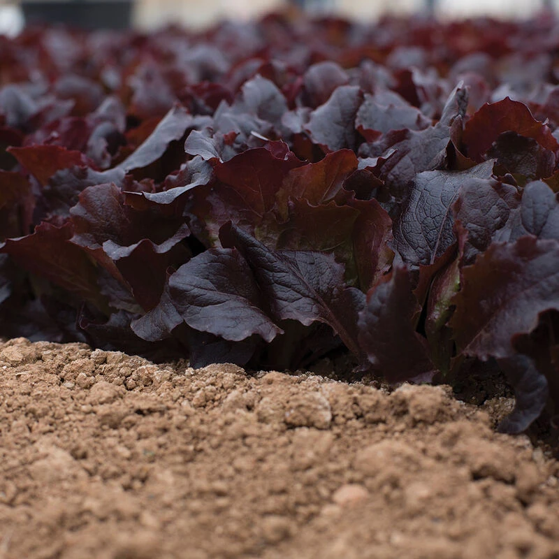 Alboreto 3 Alboreto - Image 3