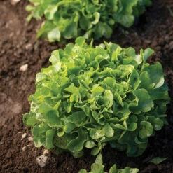 Cheap Thicketly Store -Cheap Thicketly Store 04245g 02 bauer