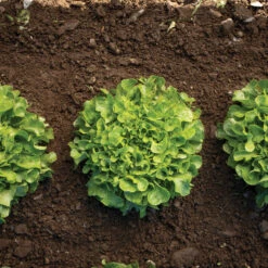 Bauer -Cheap Thicketly Store 04245g 03 bauer