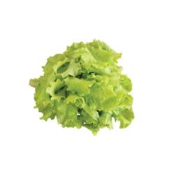 Black Seeded Simpson -Cheap Thicketly Store 0425n 04 blackseedsimpsalad.jpg