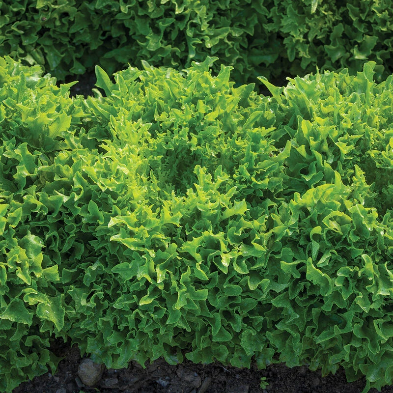 Ezpark 2 Ezpark - Image 2