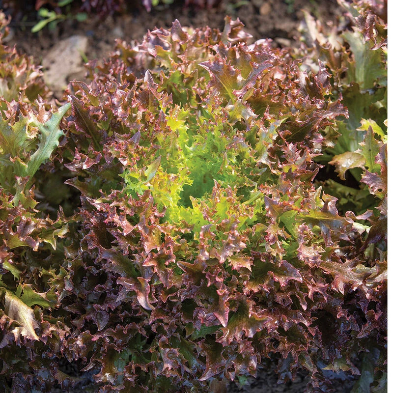 Rhone 2 Rhone - Image 2