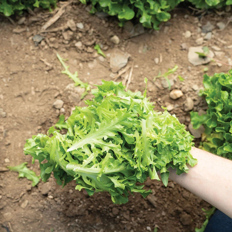 Hampton 2 Hampton - Image 2