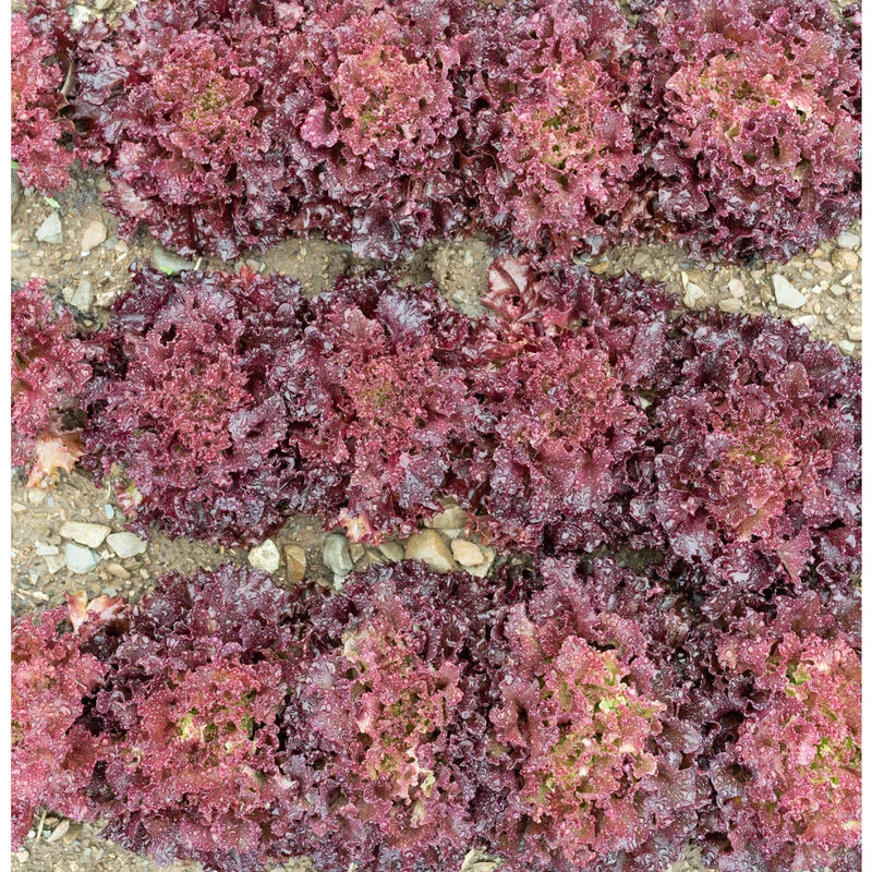 Brentwood 2 Brentwood - Image 2