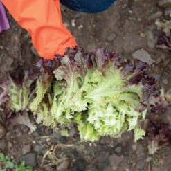 Brentwood 5 Brentwood -Cheap Thicketly Store 04599g 03 brentwood