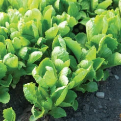 Carlsbad 5 Carlsbad -Cheap Thicketly Store 04617g 03 carlsbad