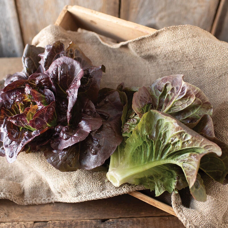 Pomegranate Crunch 1 Pomegranate Crunch