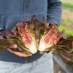 Volcana 6 Volcana -Cheap Thicketly Store 04765jp 01 volcana mini lettuce