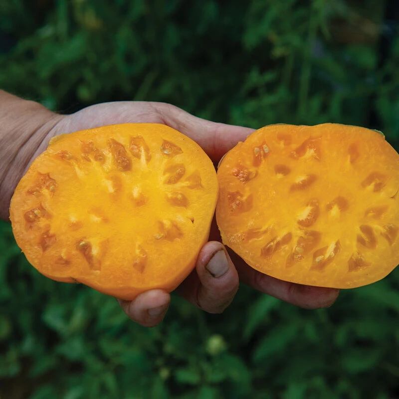 Dr. Wyche's Yellow 2 Dr. Wyche's Yellow - Image 2