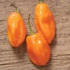 Habanero