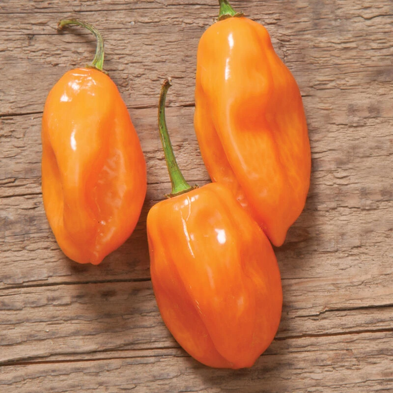 Habanero 1 Habanero