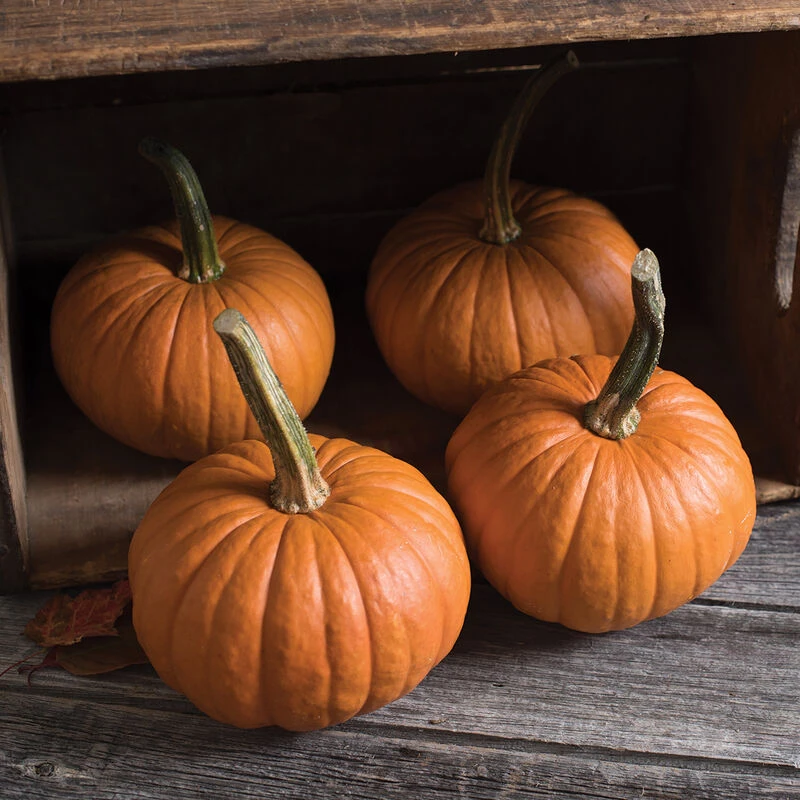 Baby Bear 1 Baby Bear