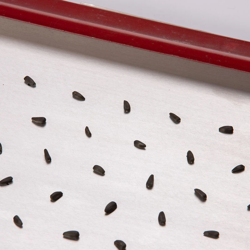 Seed Plate E264 2 Seed Plate E264 - Image 2